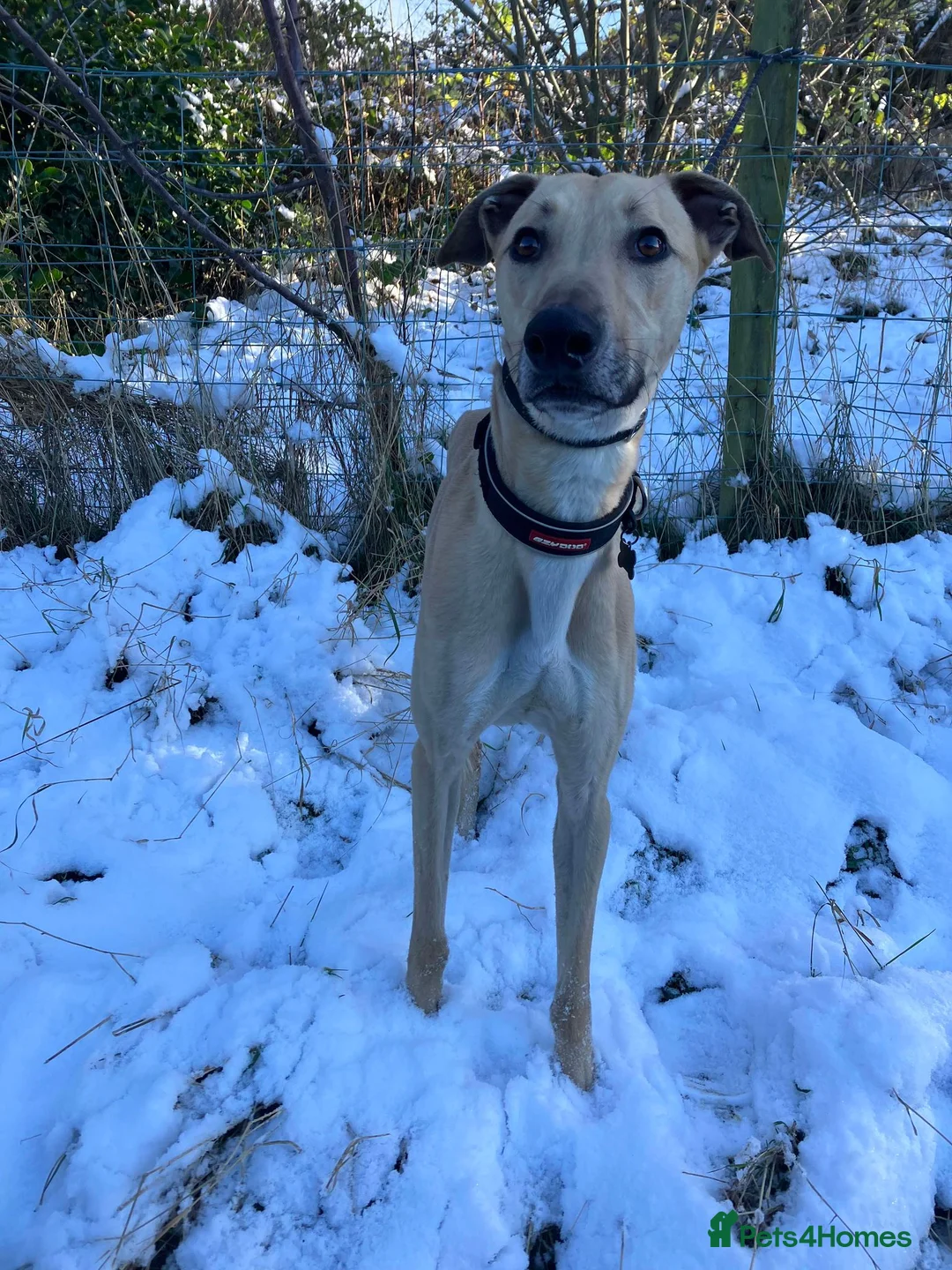 Lurcher dogs for adoption: BULLET, young bull-lurcher in rescue in Halifax - Advert 3