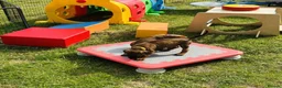 Rhodesian Ridgeback dogs for sale: A Distinctive Ridge, An Unforgettable Companions in Huddersfield - Advert 2