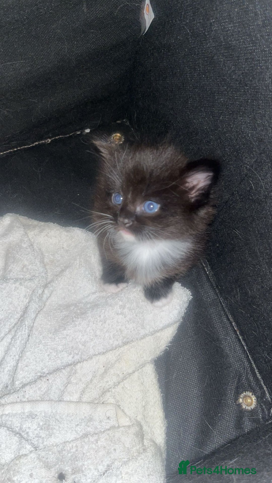 Ragdoll cats for sale: Beautiful ragdoll cross kittens  - Image 3