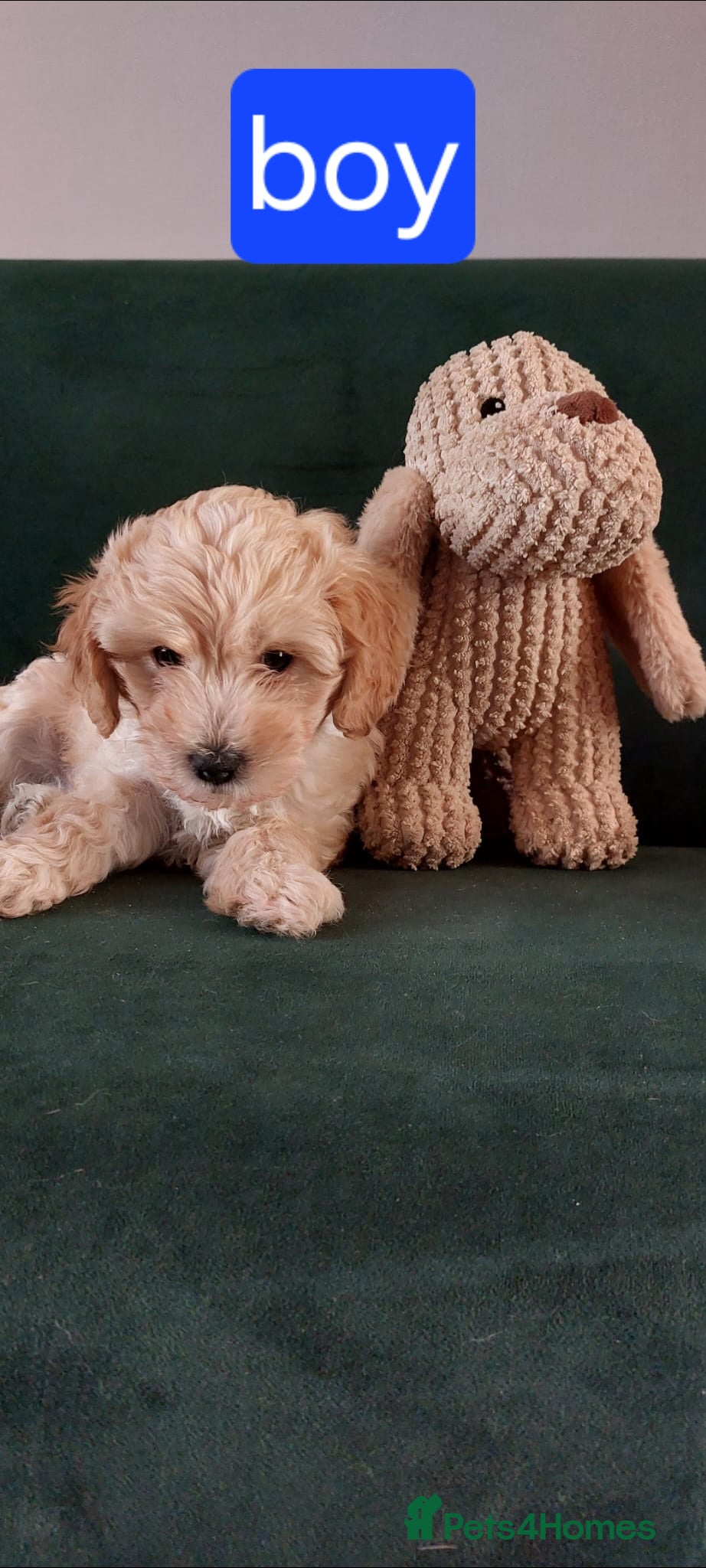 Mixed Breed dogs READY TO LEAVE IN TWO WEEKS!! - Advert 2