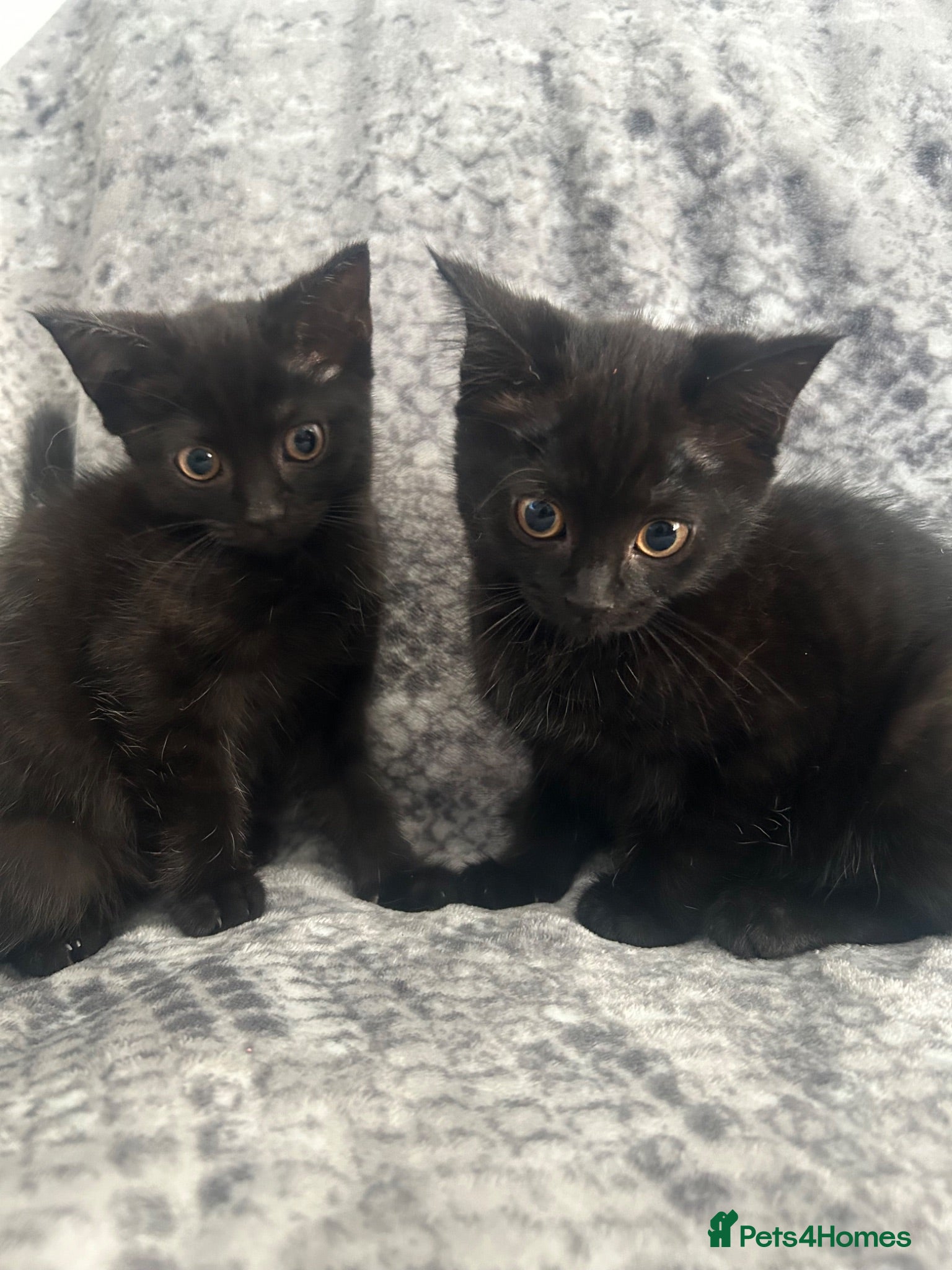 Burmese cats 🐾 Burmese x British shorthair kittens 🐾 - Advert 11