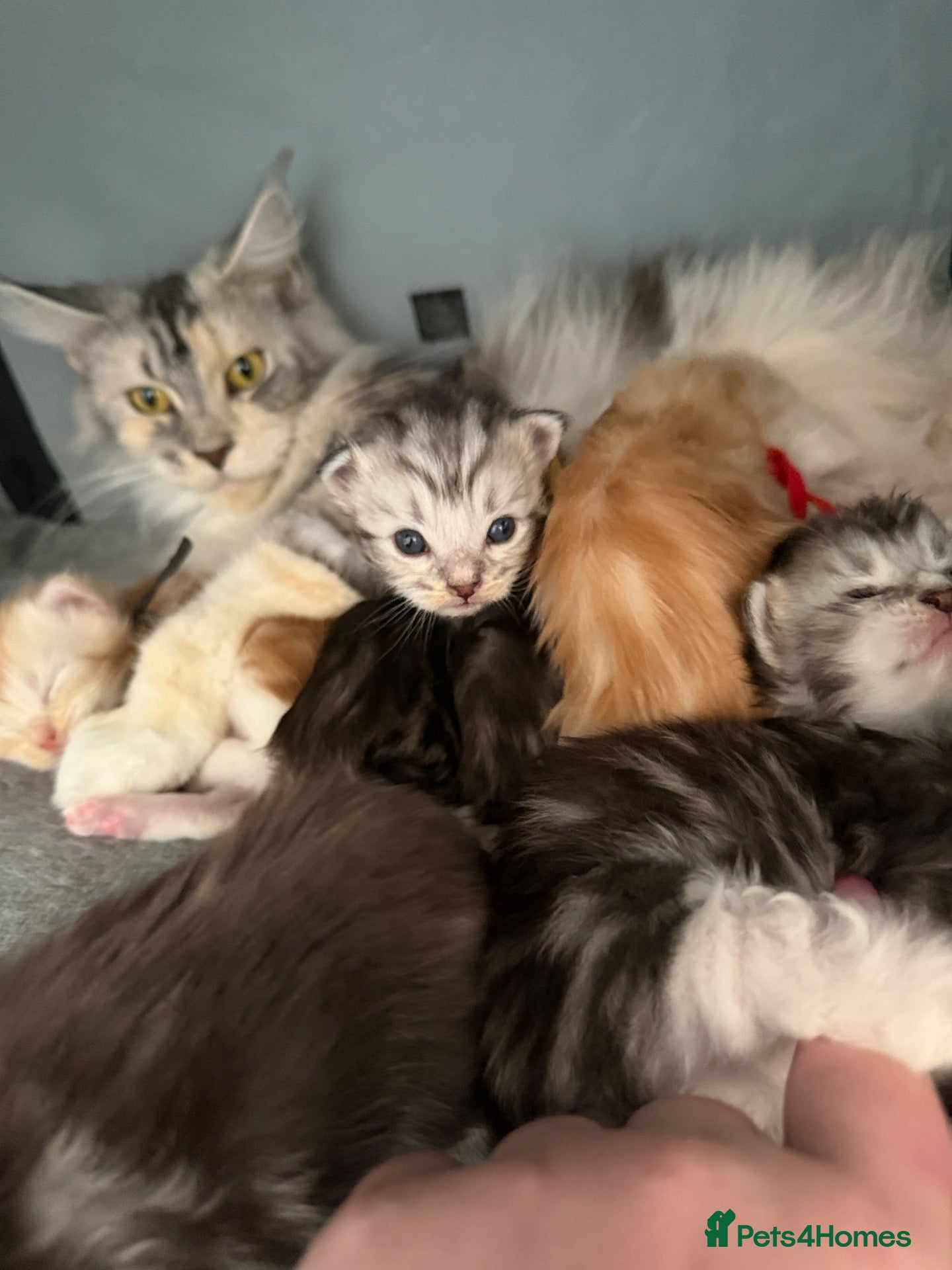 Maine Coon cats Full mainecoon kittens READY NOV/DEC - Advert 12