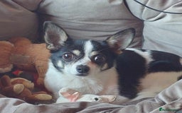 Mixed Breed dogs for sale: 7 year old chihuahua mix - Image 3