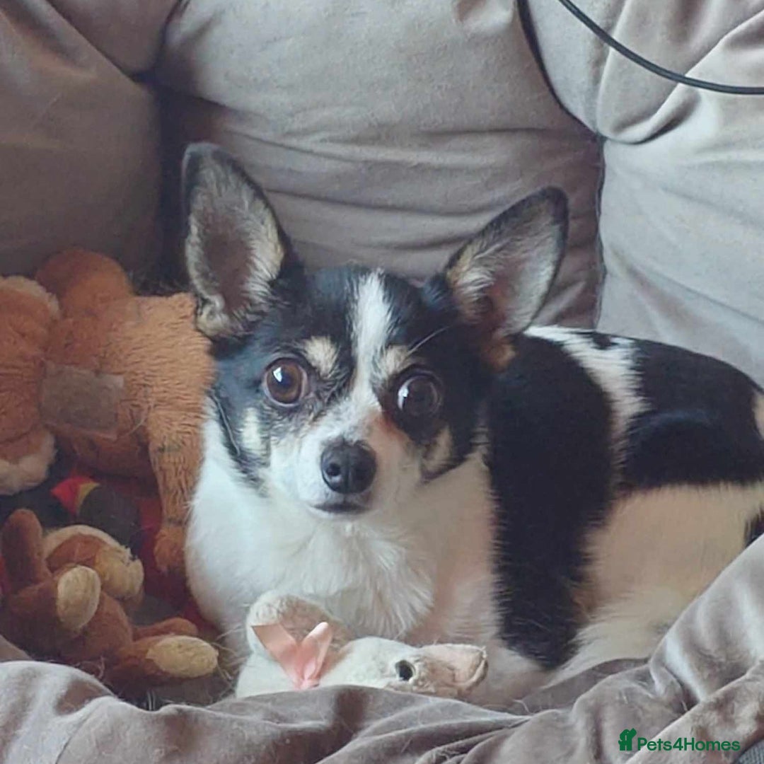 Mixed Breed dogs for sale: 7 year old chihuahua mix - Image 3