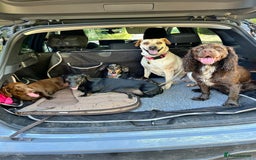 Mixed Breed dogs for adoption: Coco – 5 years old, Female, Possibly Lab Mix  - Image 11