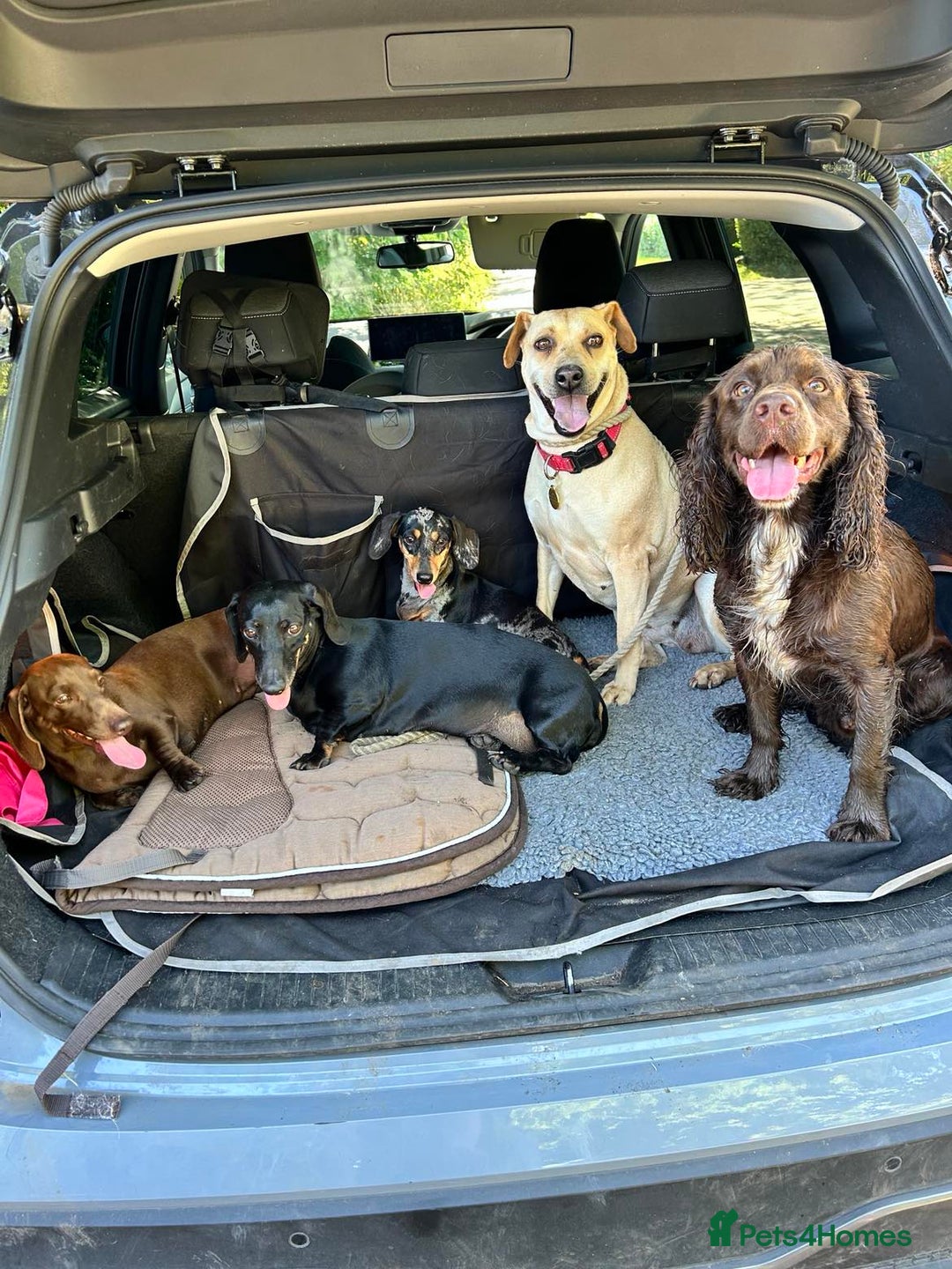 Mixed Breed dogs for adoption: Coco – 5 years old, Female, Possibly Lab Mix  - Image 11