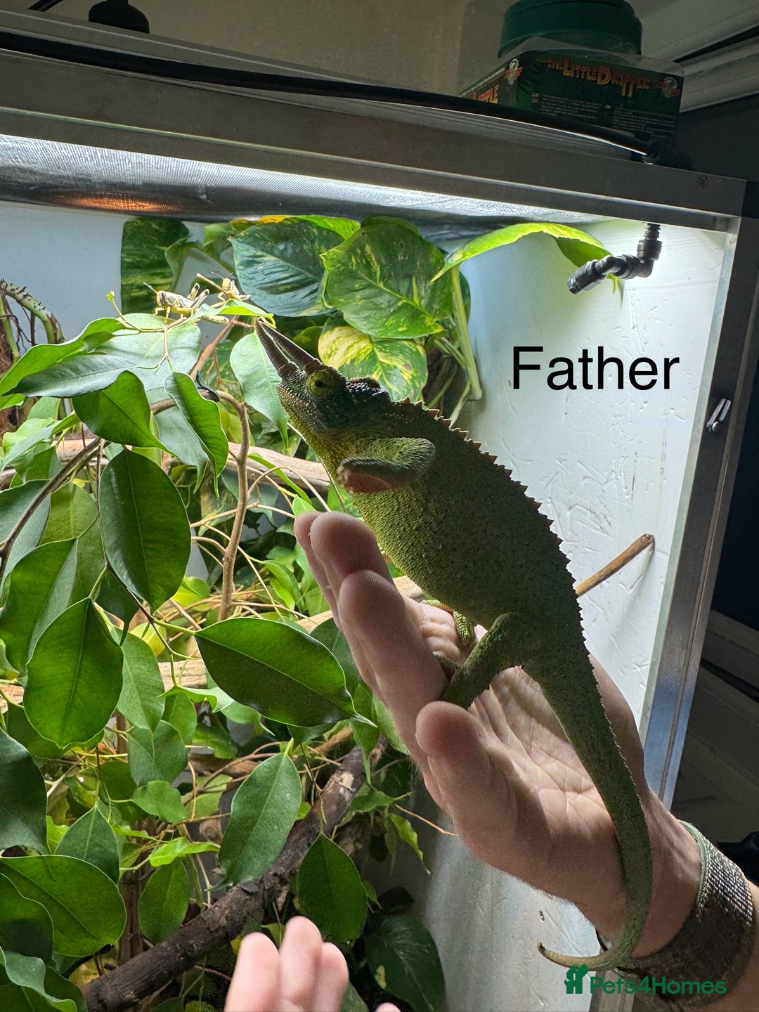 Chameleon reptiles for sale: Jackson chameleon babies, ready now.  in Plymouth - Image 6