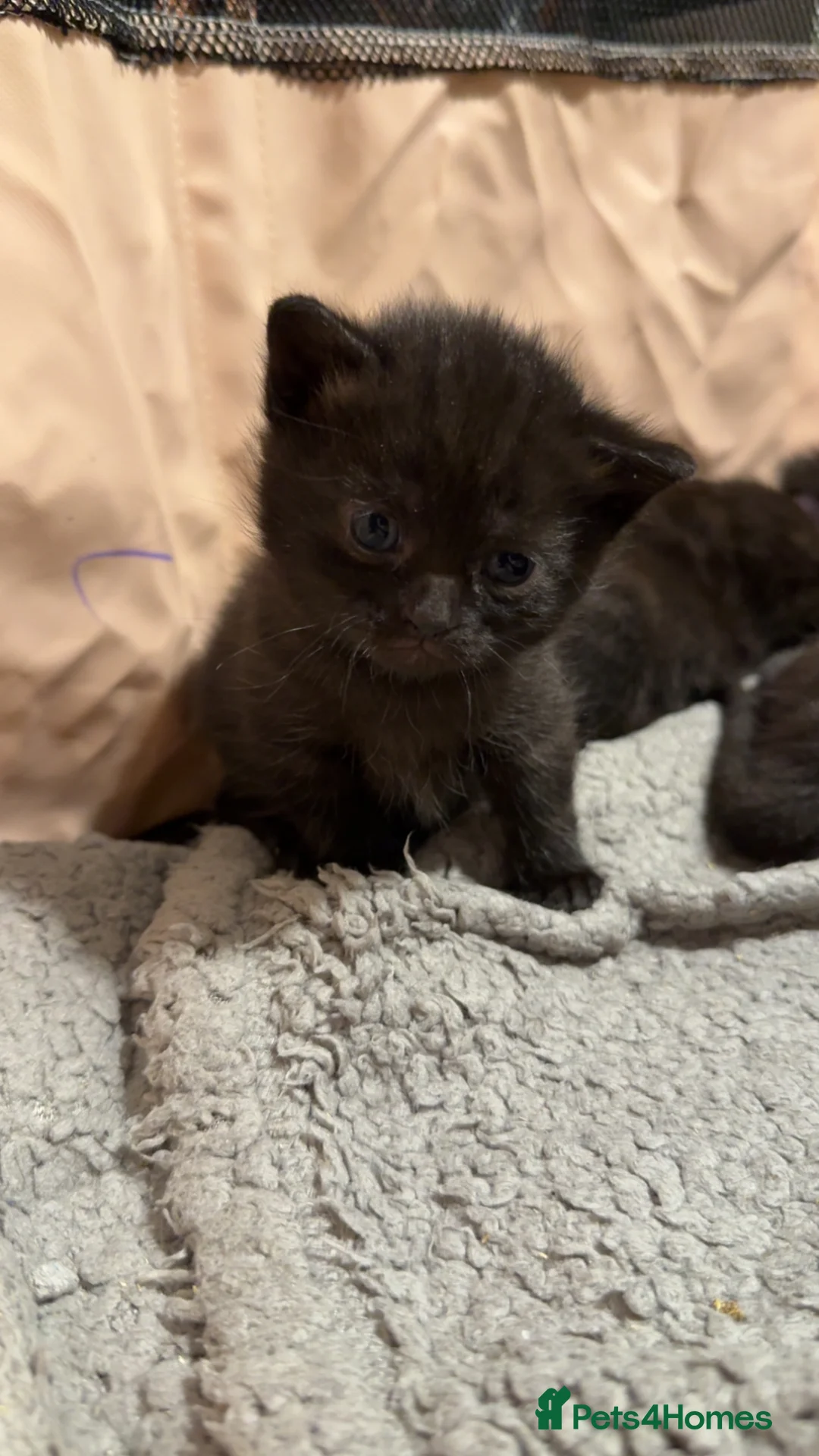 Mixed Breed cats for sale:     Beautiful Kittens Looking For Loving Homes 🖤 in Rossendale - Advert 1