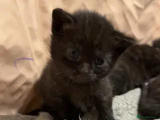 Mixed Breed cats Beautiful Kittens Looking For Loving Homes 🖤 - Advert 1