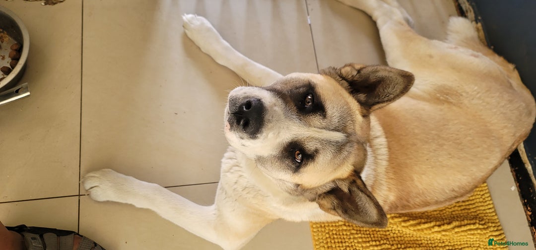 Akita dogs for sale: 11 month female akita. Very big boned - Image 5