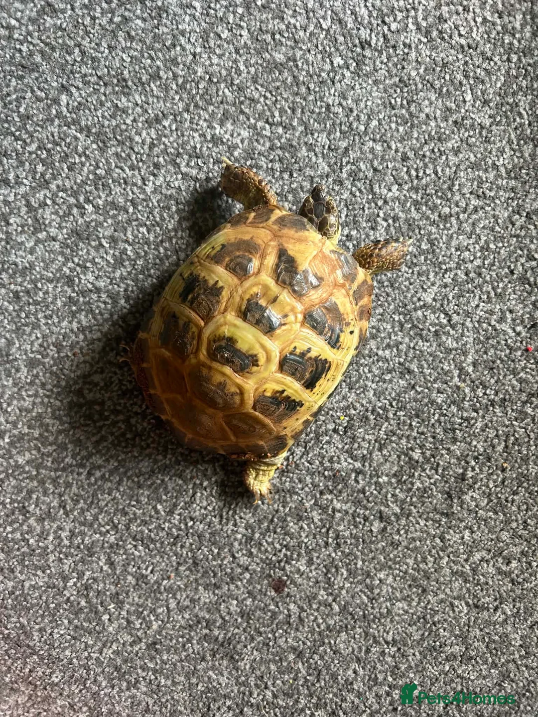 Tortoise reptiles for sale: Buddy the tortoise  in Darwen - Advert 1