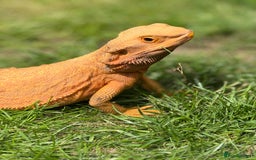 Bearded Dragon reptiles for sale: Pair of bearded dragons - Image 4