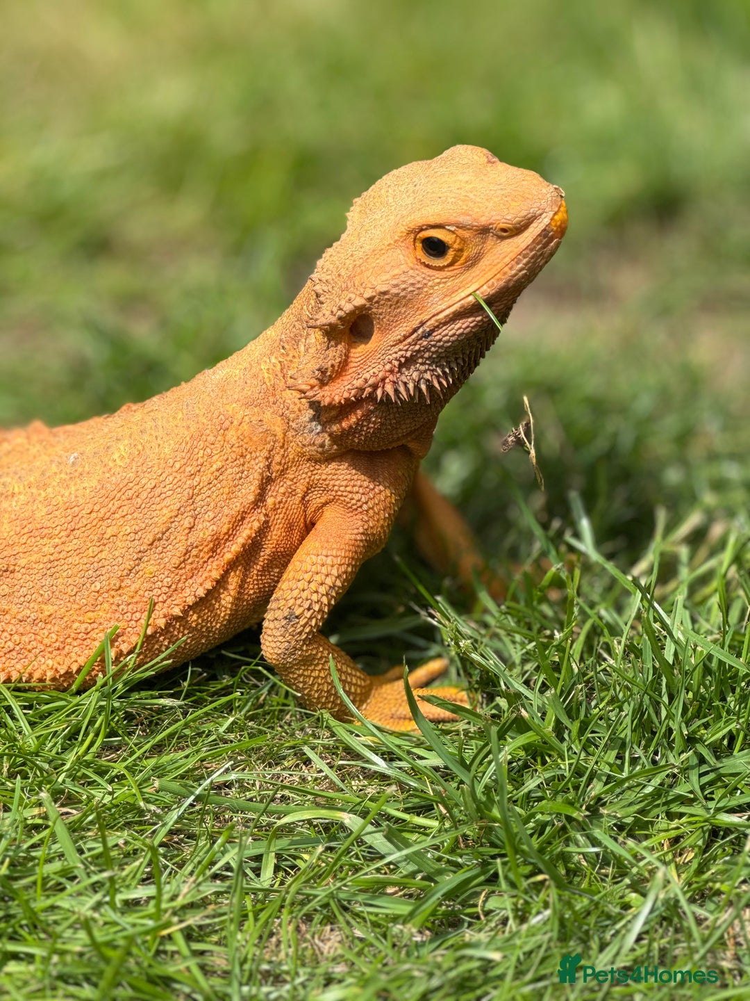 Bearded Dragon reptiles for sale: Pair of bearded dragons - Image 4