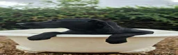 Labrador Retriever dogs for sale: 1 STUNNING BLACK KC BOY - Advert 9