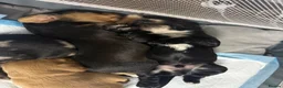Cocker Spaniel dogs for sale: 4 Beautiful mixed line cocker spaniel puppies 🐶 - Advert 3
