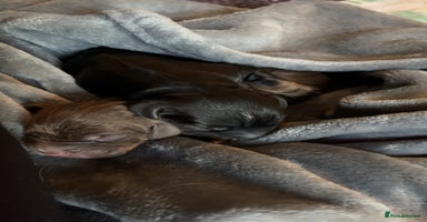 Cocker Spaniel dogs - Advert 7