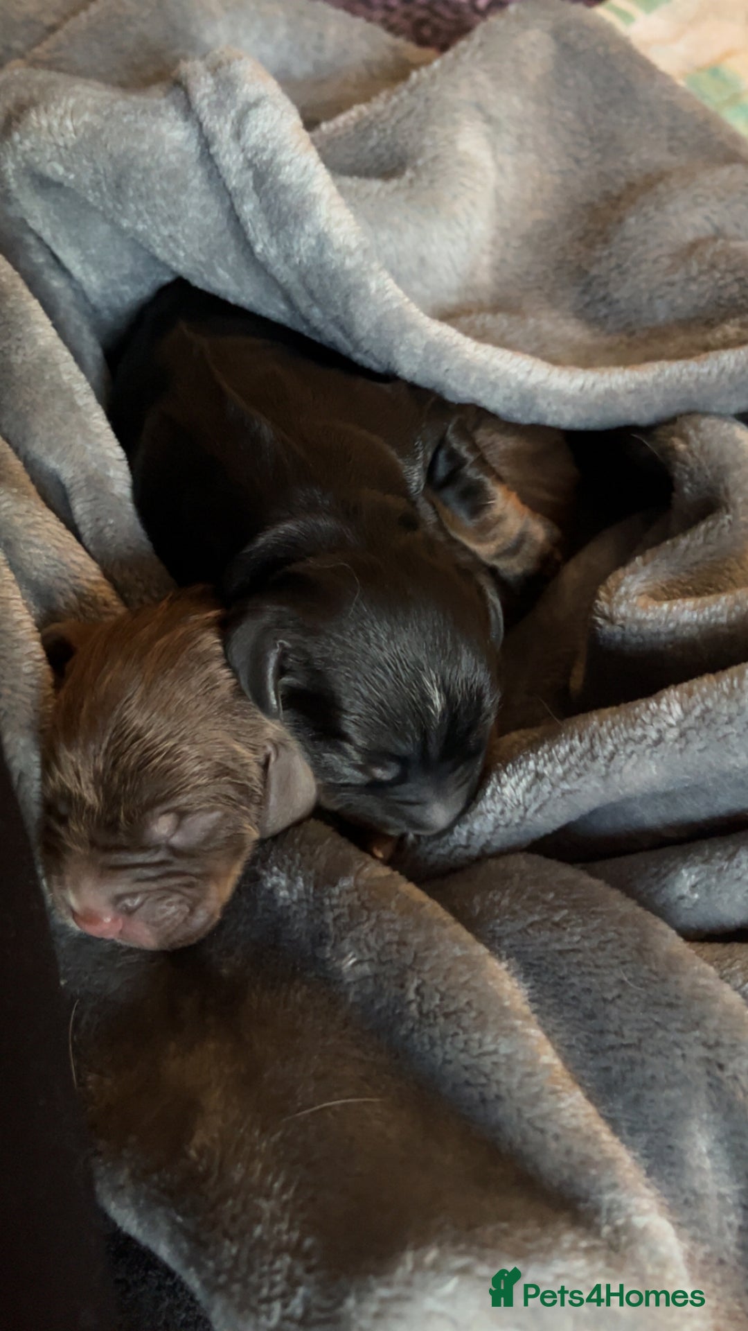 Cocker Spaniel dogs for sale: Cocker spaniel puppies  - Image 3