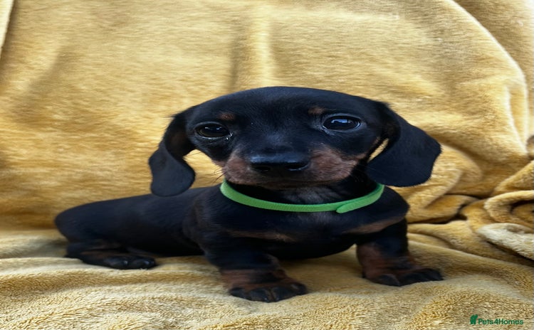 Miniature Dachshund dogs - Advert 3
