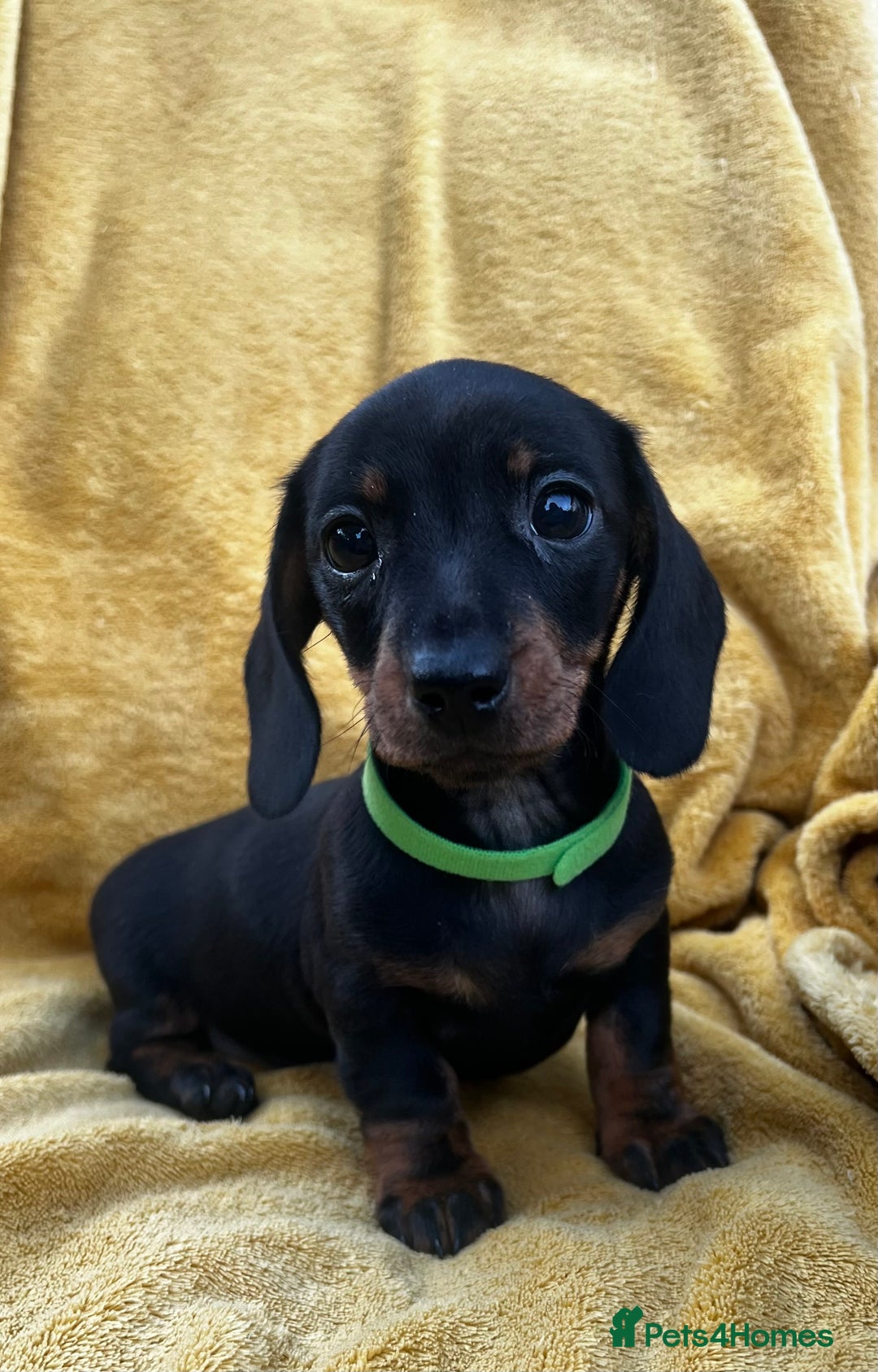 Miniature Dachshund dogs for sale: Smooth haired miniature dachshund - Image 1