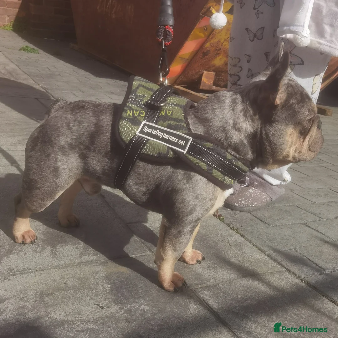 French Bulldog dogs for stud: Blue and tan quad merle in Sheffield - Advert 6