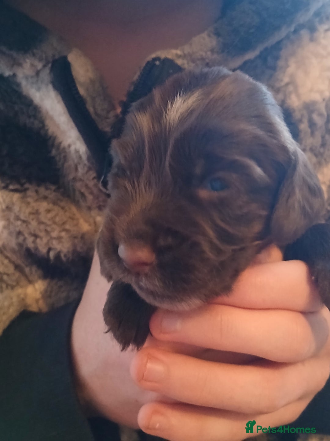 Cocker Spaniel dogs for sale: Cocker Spaniels - Image 6