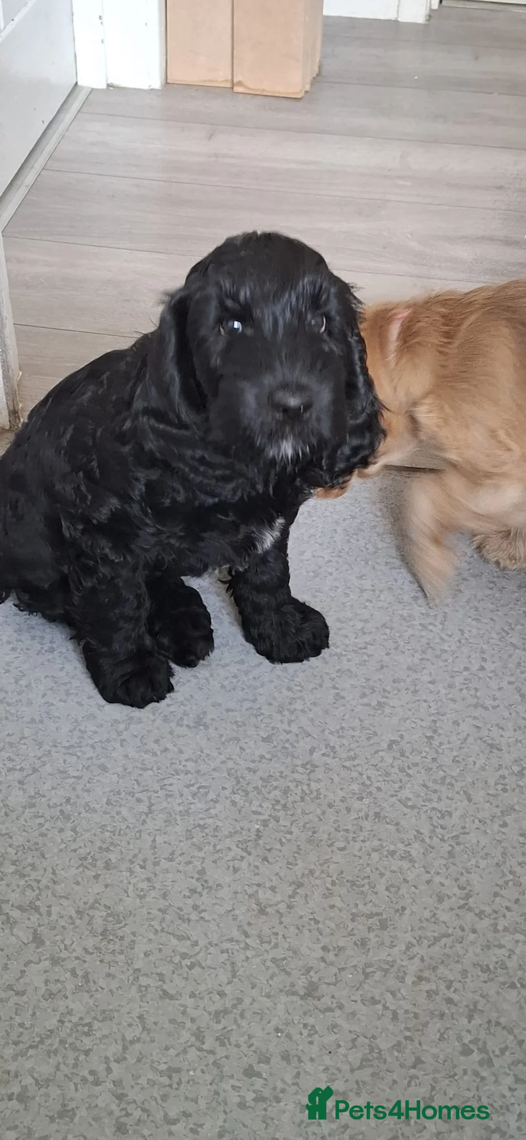 Cockapoo dogs for sale: Grandpa - Advert 2