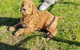 Mixed Breed dogs for sale: ✨Health Tested Australian Labradoodles ✨ - Image 36