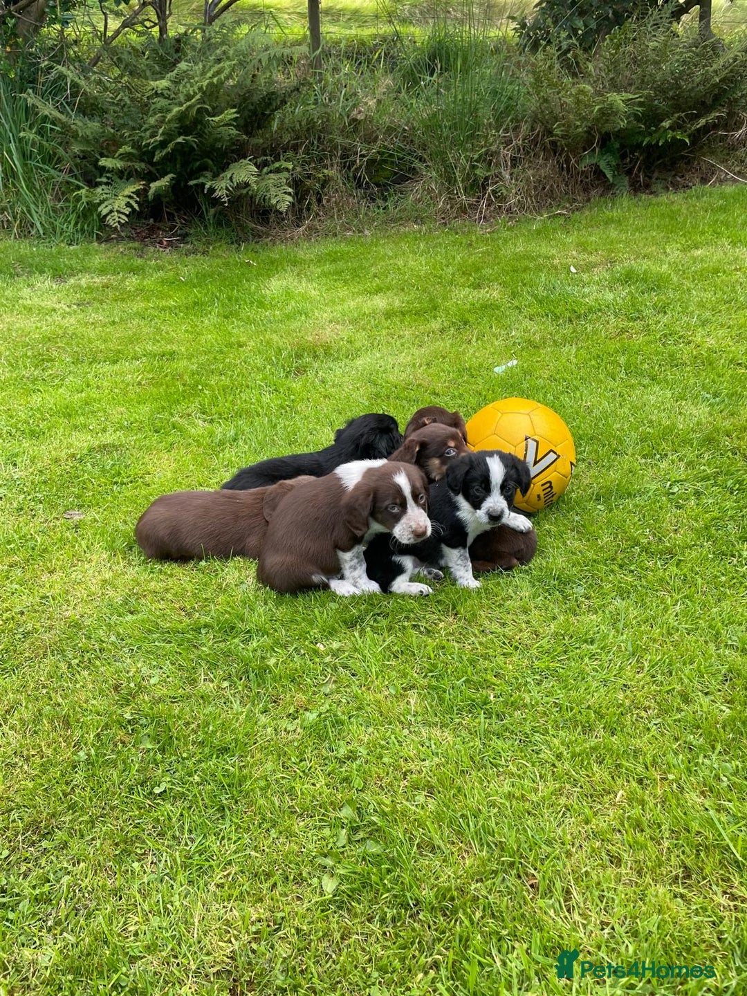 Mixed Breed dogs for sale: Sprollie puppies ❤️ - Image 10