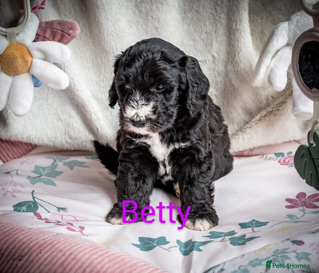 Sheepadoodle dogs for sale: Sheepadoodle Puppy 6 - *READY SOON* F1 health tested sheepadoodles  - Image 22