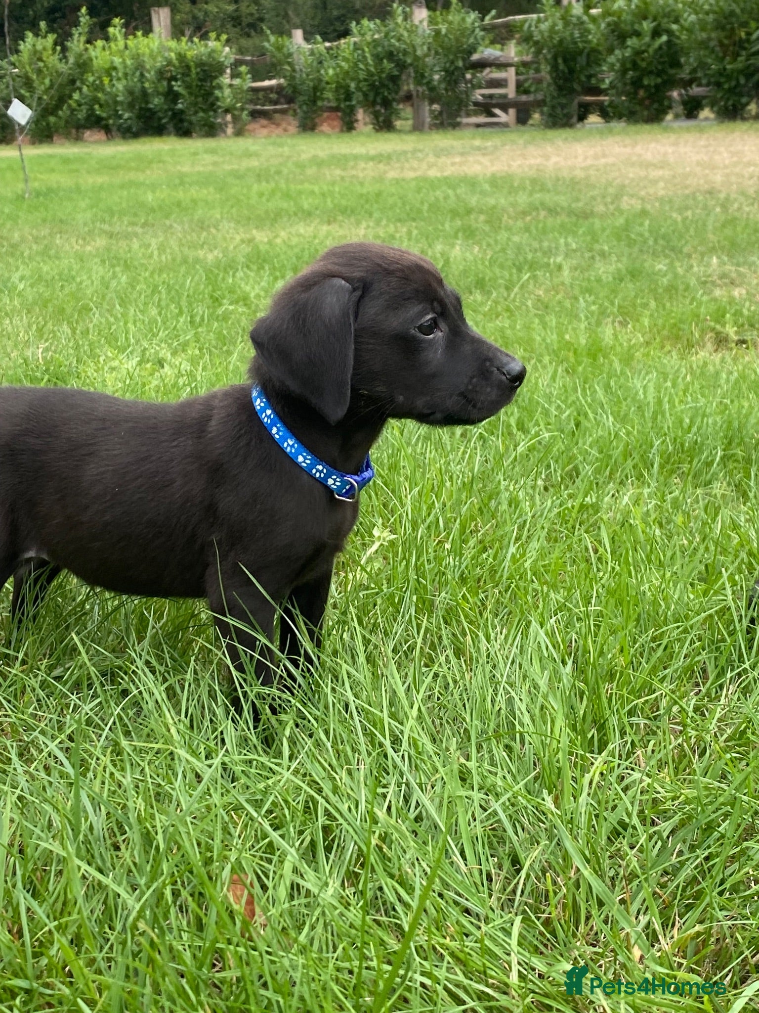 Labrador Retriever dogs Labrador puppies - Advert 1