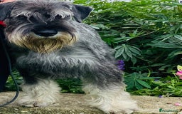 Schnauzer dogs for sale: Male adult standard schnauzers  - Image 2