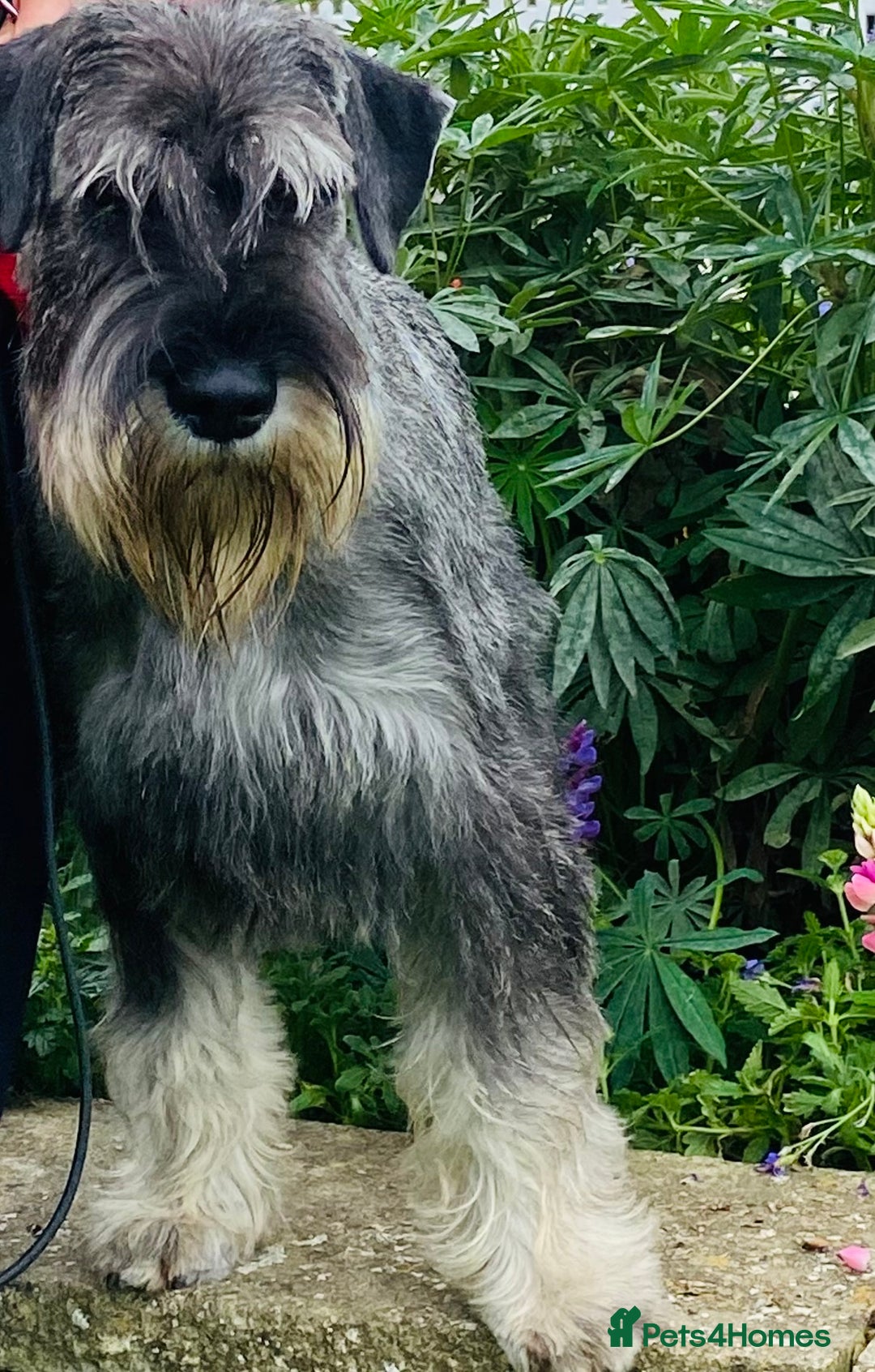 Schnauzer dogs for sale: Male adult standard schnauzers  - Image 2