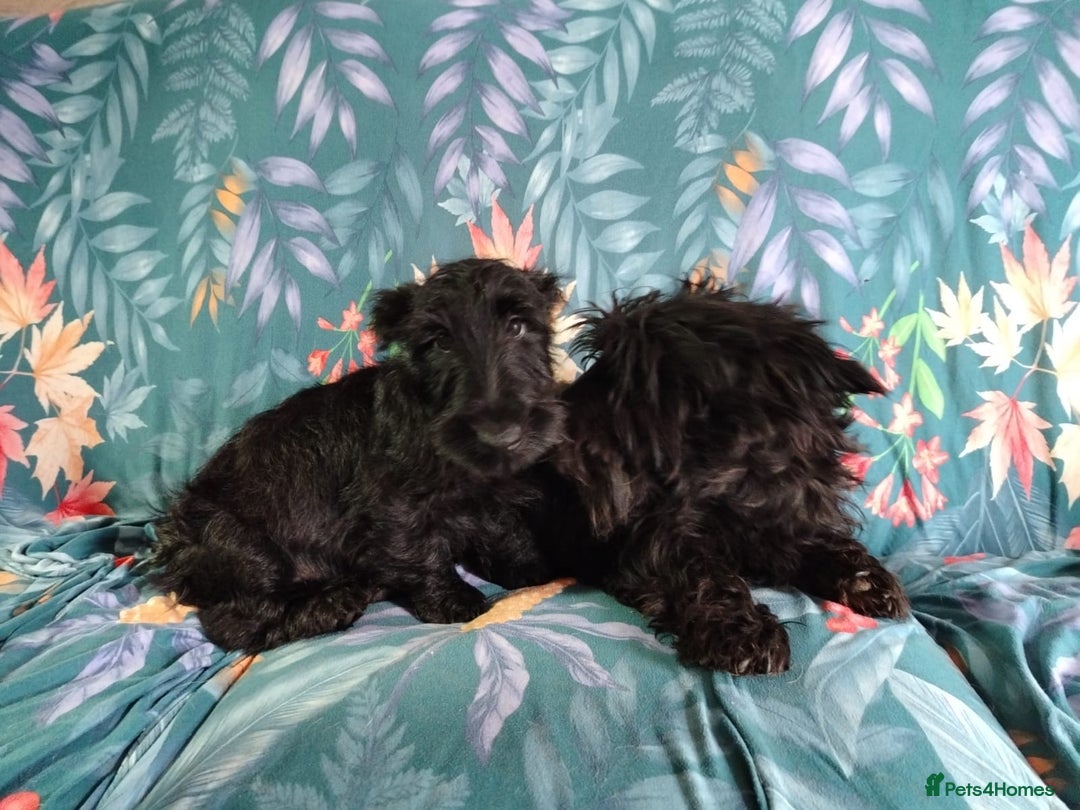 Scottish Terrier dogs for sale: Gorgeous Scottish boy available  - Image 2