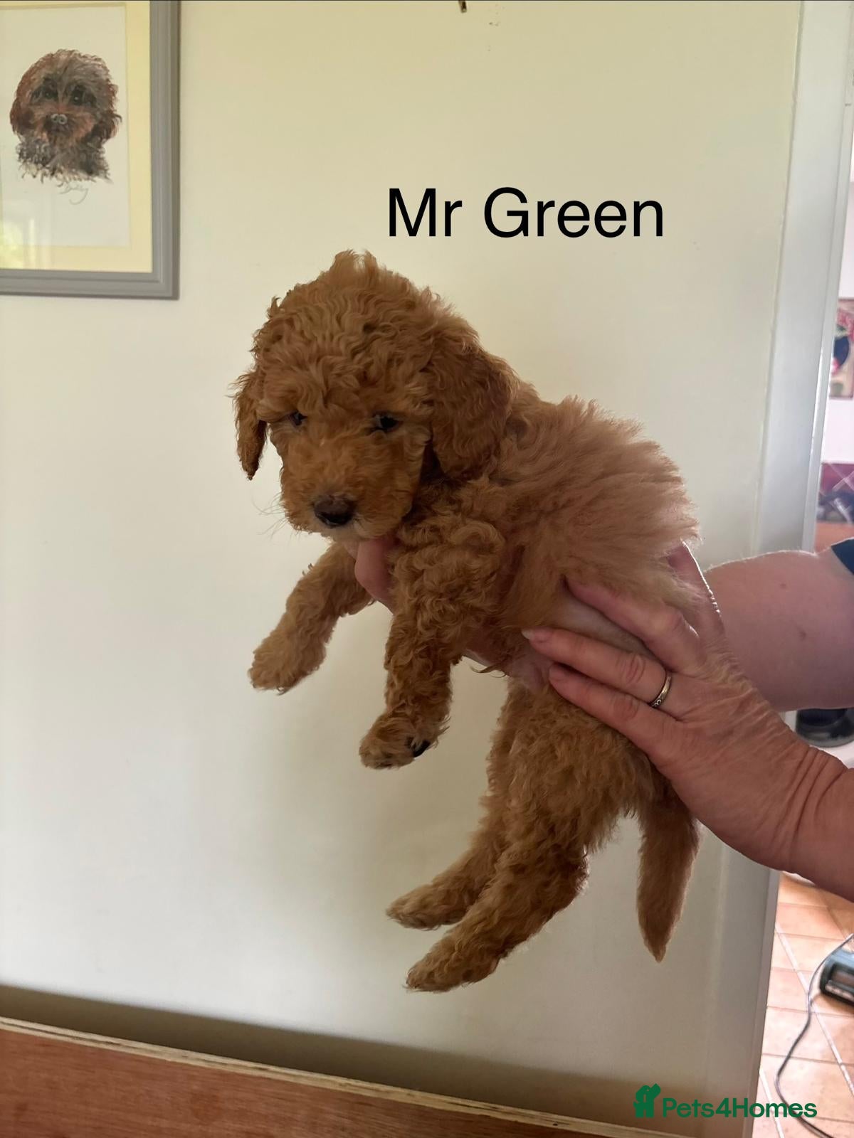 Mixed Breed dogs Moyen/Miniature Poodle - Advert 2