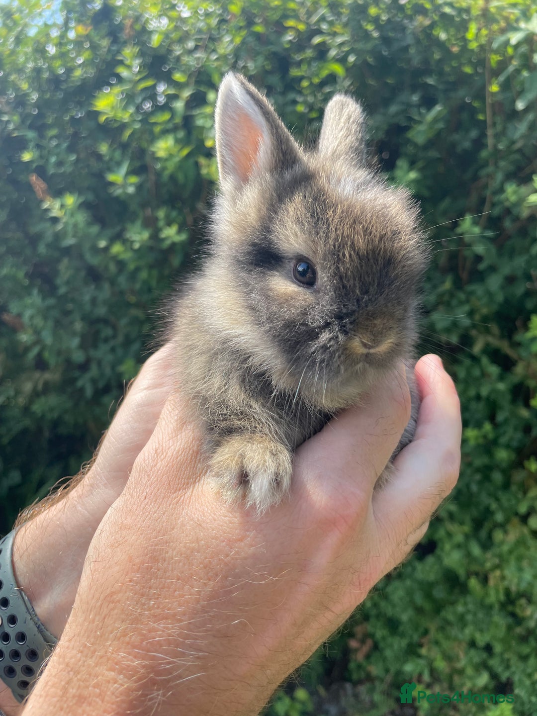 Lionhead rabbits for sale: 4 Beautiful Lionhead Baby Bunnies - Image 5