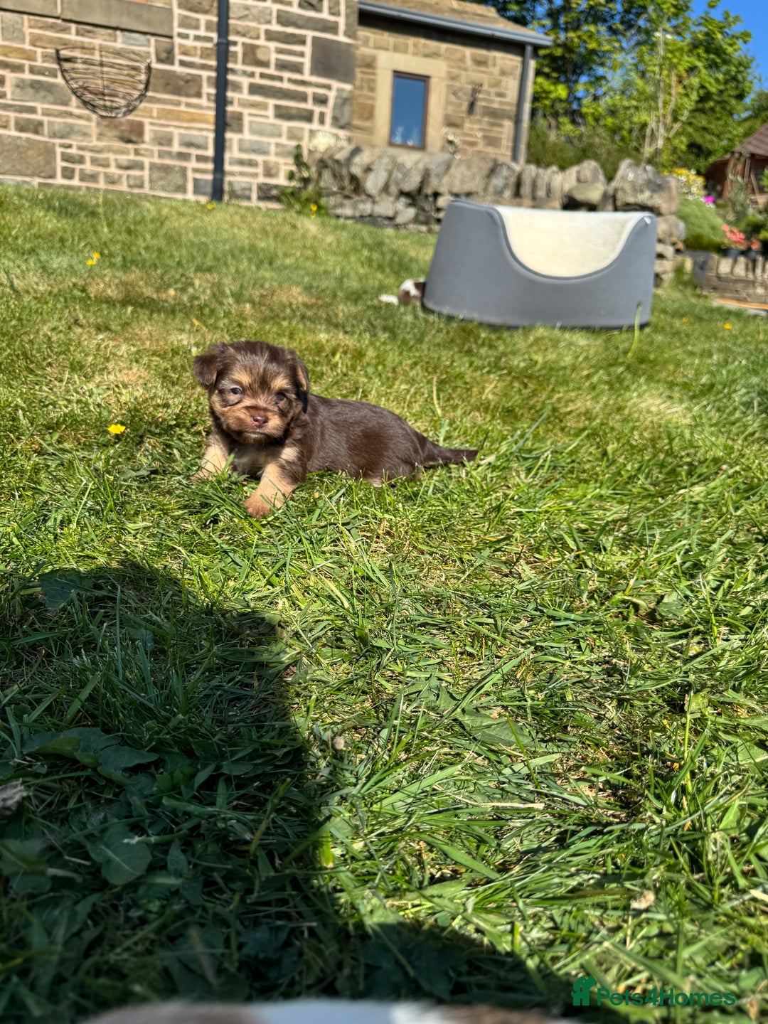 Mixed Breed dogs for sale: Jorkie puppies (Jack Russle x Yorkshire Terrier in Bacup - Image 2