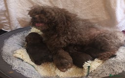 Shihpoo dogs for sale: shihpoo pups - Image 11