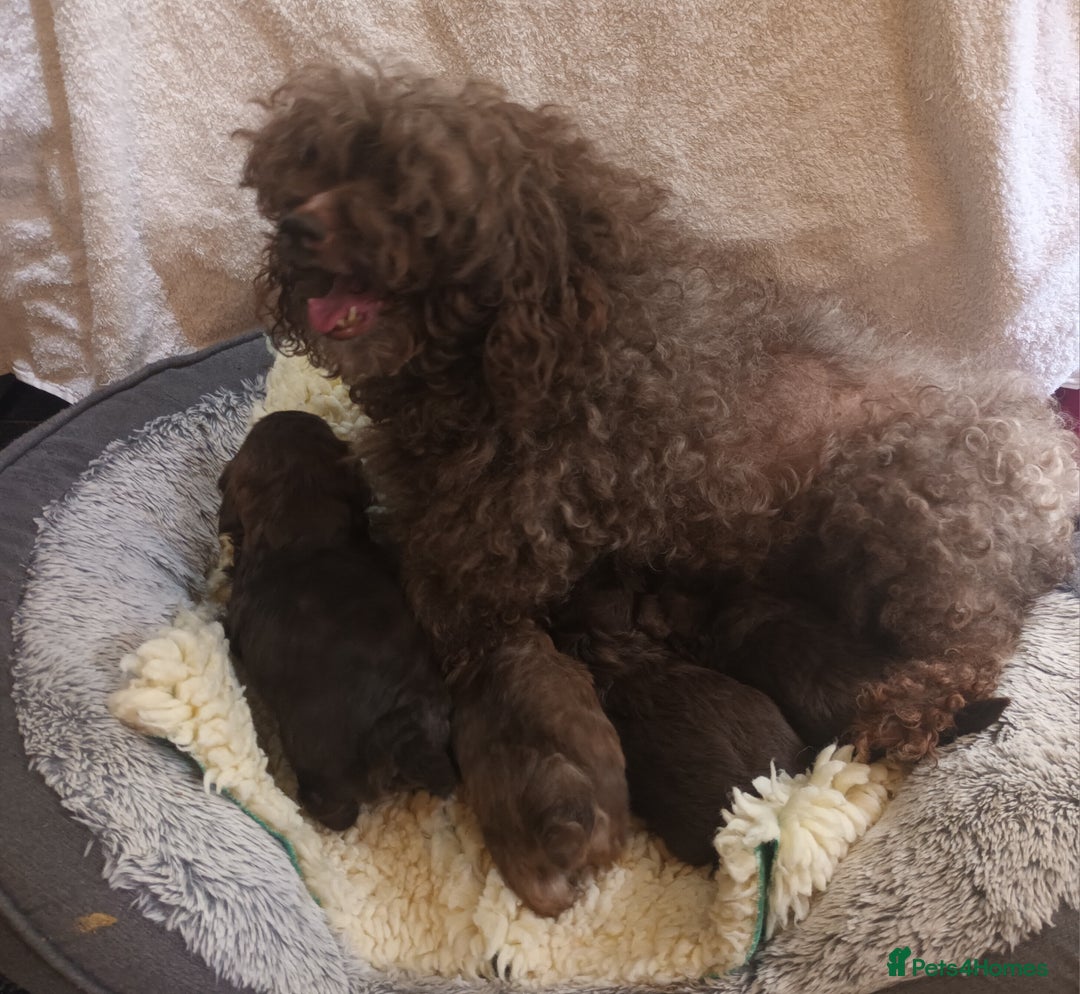 Shihpoo dogs for sale: shihpoo pups - Image 11
