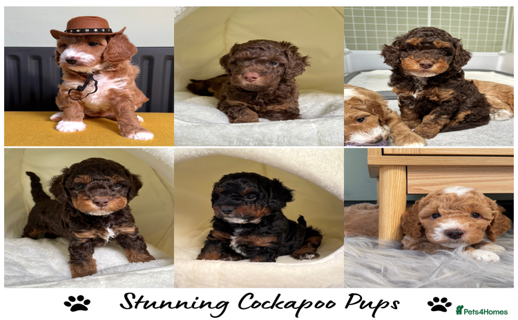 Cockapoo dogs - Advert 2