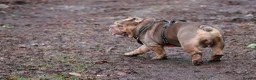 English Bulldog dogs for stud: Now proven English Bulldog at stud - Advert 15