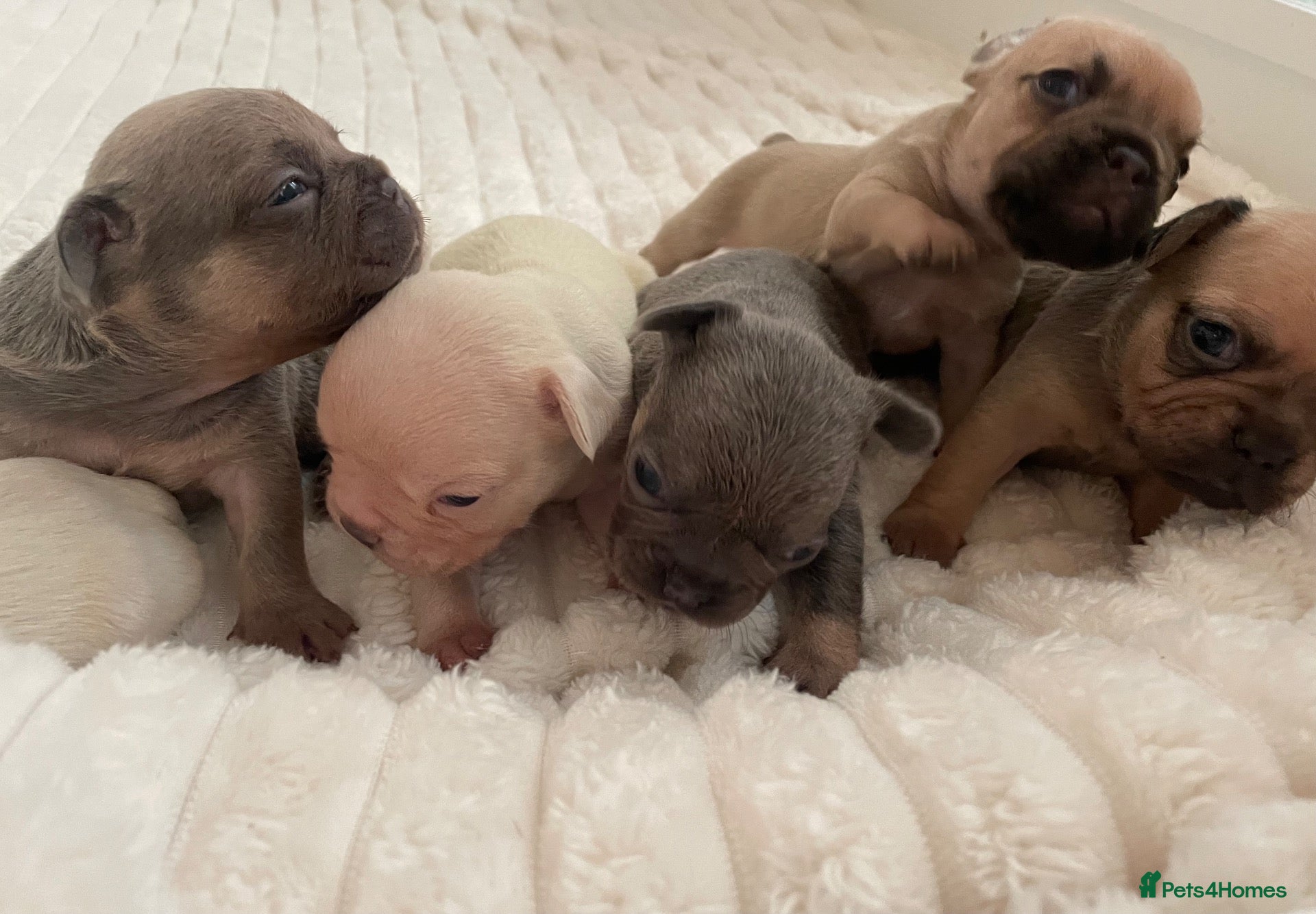 French Bulldog dogs Lilac/cream,platinum & fawn frenchie puppies - Advert 1