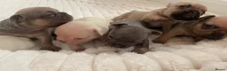 French Bulldog dogs for sale: Lilac/cream,platinum & fawn frenchie puppies - Advert 1
