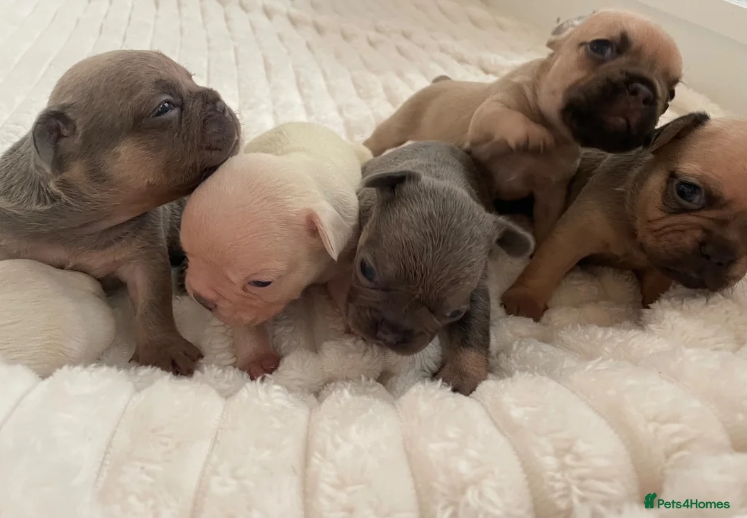 French Bulldog dogs for sale: Lilac/cream,platinum & fawn frenchie puppies - Advert 1