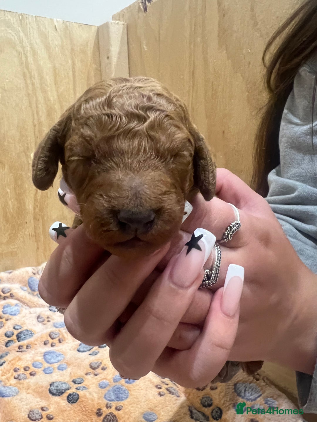 Cockapoo dogs for sale: Beautiful cockerpoo puppies  - Image 27