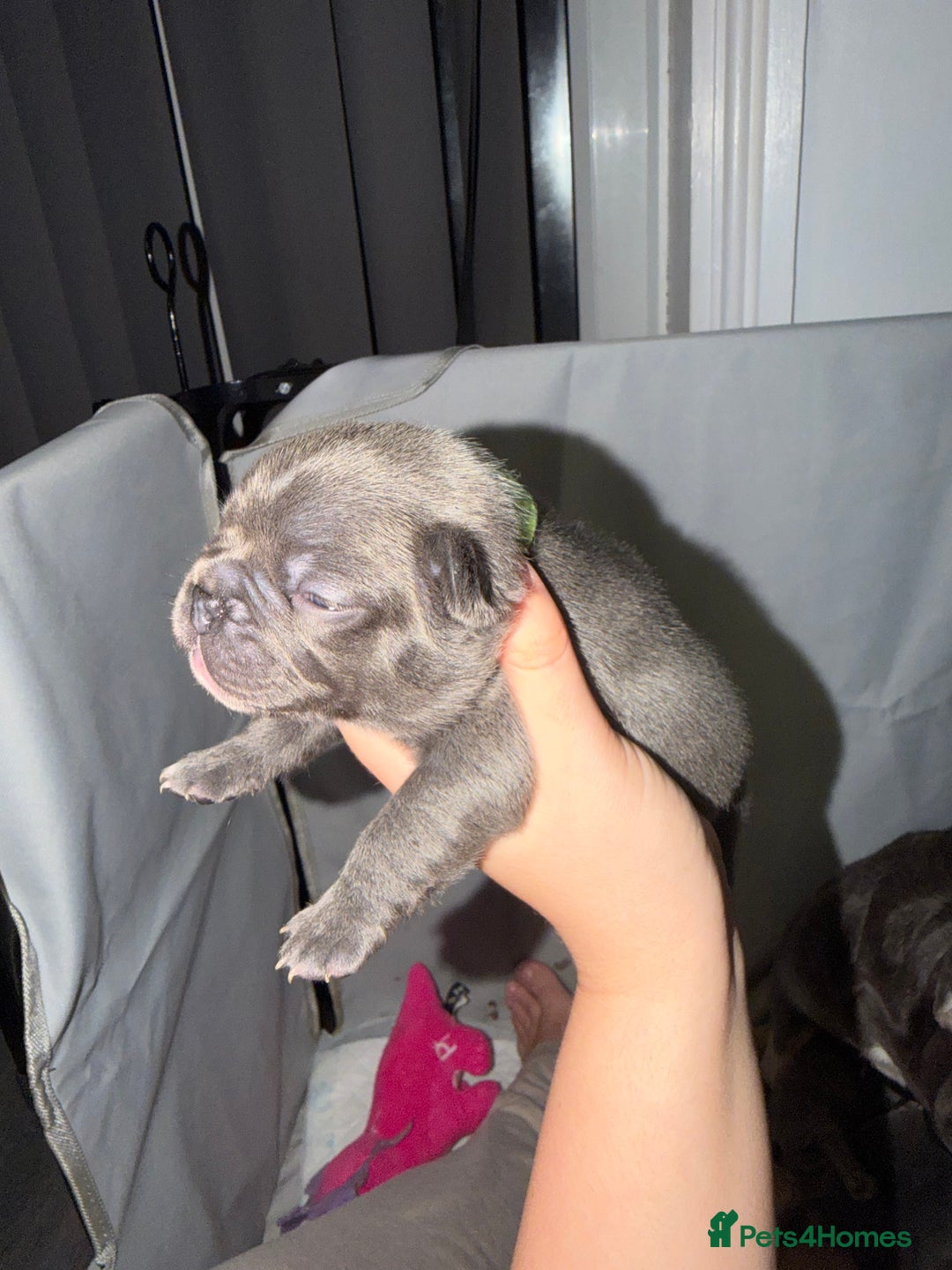 French Bulldog dogs for sale: Gorgeous Lilac, Pink Isabella, & Blue Frenchies - Advert 17