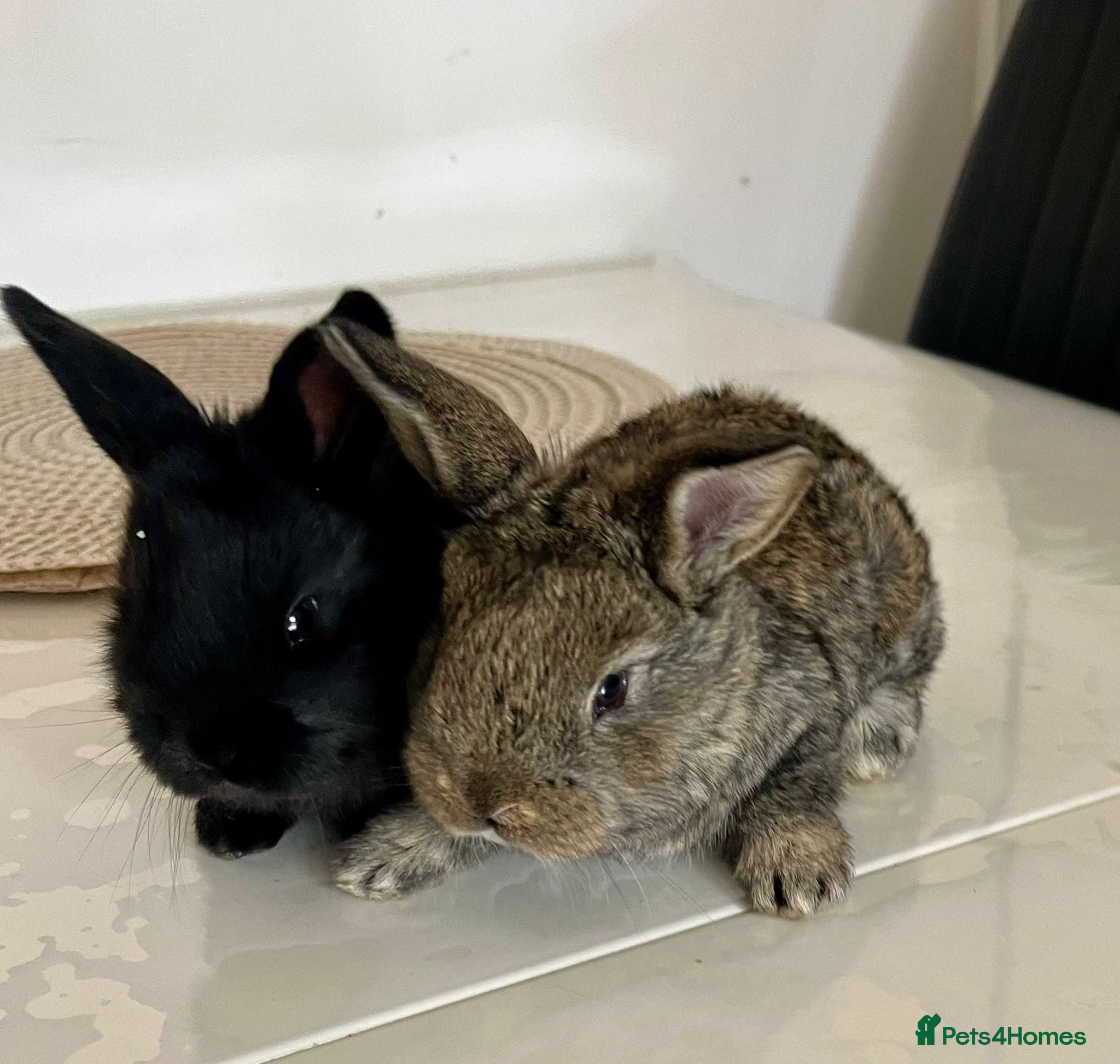 Continental Giant rabbits Giant Continental Rabbit Kits 🐰 - Advert 4