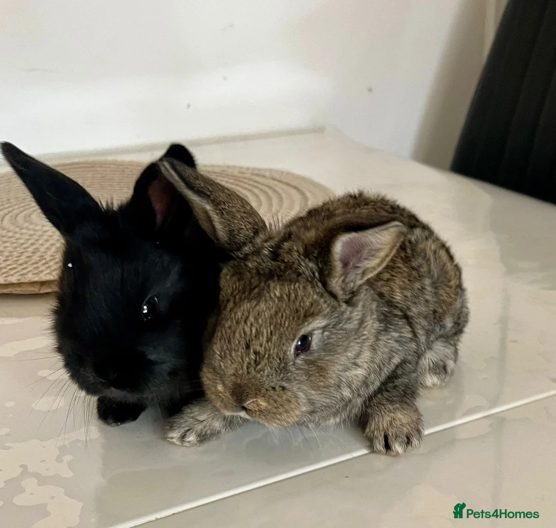 Continental Giant rabbits for sale: Giant Continental Rabbit 🐰 - Advert 1