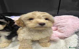 Cockapoo dogs for sale: Beautiful F1 Cockapoo puppies  - Image 18
