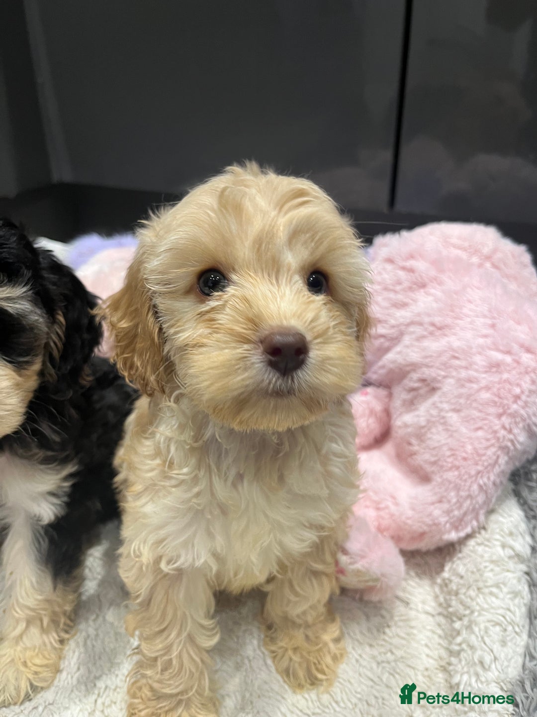 Cockapoo dogs for sale: Beautiful F1 Cockapoo puppies  - Image 18