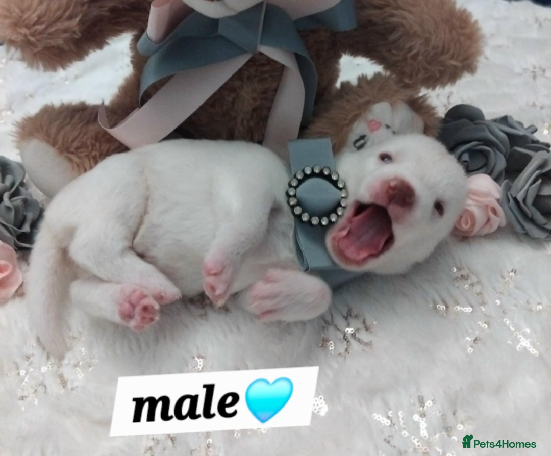 Siberian Husky dogs for sale: Siberian Husky puppies - Advert 6